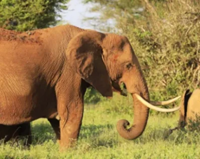 mount kenya day trip