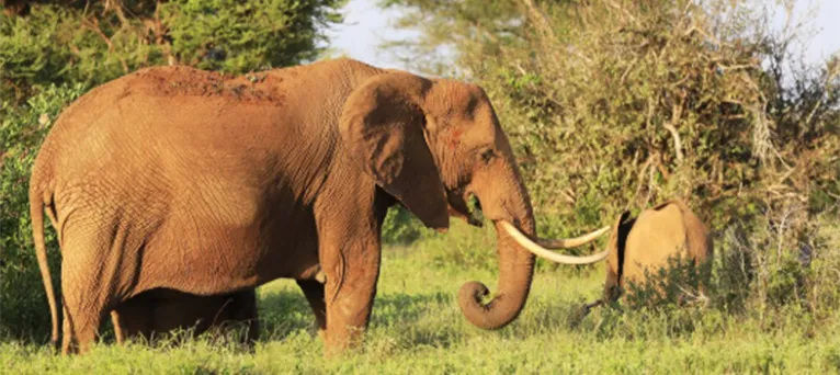 mount kenya day trip